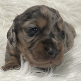 Trip 3000 - Dapple male Dachshund puppy in Great Bend, Pennsylvania from Dashing Doxies