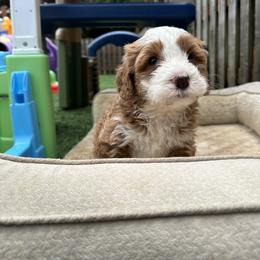 Bernedoodle, Poodle, and Saint Berdoodle Puppies from Myt fine doodles