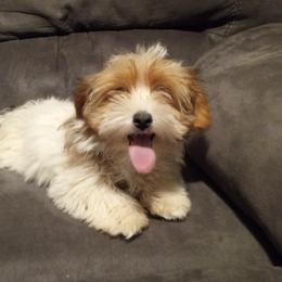 Cavalier King Charles Spaniel, Cavapoo, Havanese, Poodle, Yorkipoo, and Yorkshire Terrier Puppies from Ashley Nicole Ranch