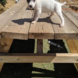 Female black mask - Tri-colored female Parson Russell Terrier puppy in Phelan, California from Elite Parson Russells
