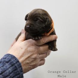 Spruce - Orange Collar - Chocolate male Labrador Retriever puppy in Boyd, Minnesota from Lindley Labradors