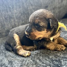 Female 4 - Black and tan female Airedale Terrier puppy in Branch, Michigan from Aim High Airedales & German Shorthaired Pointers