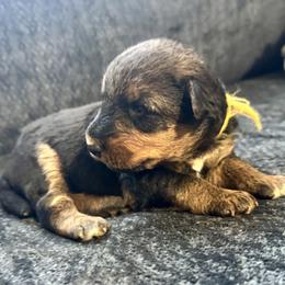 Female 4 - Black and tan female Airedale Terrier puppy in Branch, Michigan from Aim High Airedales & German Shorthaired Pointers
