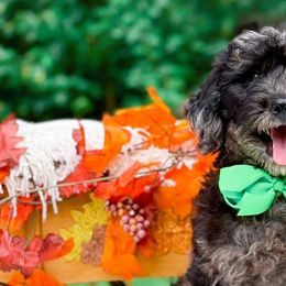 Bernedoodles, Cavalier King Charles Spaniels, Cavapoos, Goldendoodles, and Shihpoos from NC Doodle Puppies