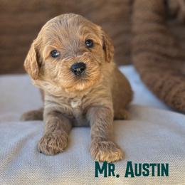 Mr. Austin - Apricot male Cavapoo puppy in Sacramento, California from Dandy Doodles Goldendoodles
