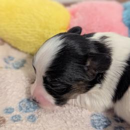 Ravyn's girl 1 - White black and tan female Papillon puppy in Joshua, Texas from Summertime Kennels
