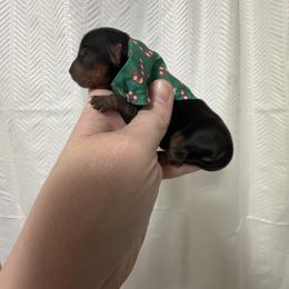Frosty - Black and tan male Yorkshire Terrier puppy in Valdosta, Georgia from Sweet Georgia Yorkies
