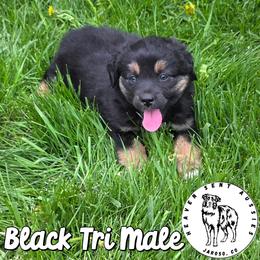Phoenix - Black tri male Miniature Australian Shepherd puppy in Jaroso, Colorado from Heaven Sent Aussies