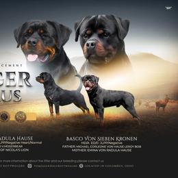 Rottweiler puppies from Vom Jager Haus Rottweilers