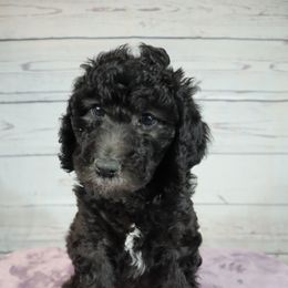 Poodle Puppies from Southern Sunshine Standards