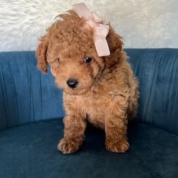 Poodles from Mama's Adorable Poodles