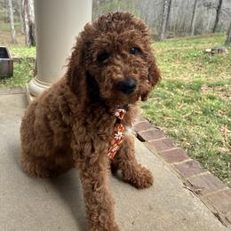 Tan - Red  male Poodle puppy in Summit, Mississippi from poodles and doodles llc