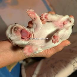 AKC Little Girl (Petite Parents) - Tan and white female Yorkshire Terrier puppy in Greencastle, Indiana from Tiny Tushy Lodge
