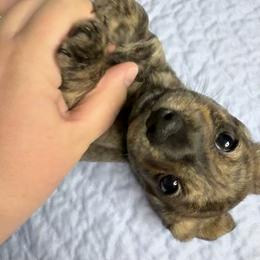Skiff - Brindle male Dachshund puppy in Homosassa, Florida from SAN’S Dachshunds