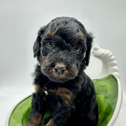 Pippa Pine - Phantom female Bernedoodle puppy in Thornville, Ohio from Four Front Doodles & Friends
