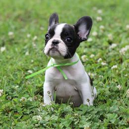 Green Collar - White and brindle female French Bulldog puppy in Wichita, Kansas from Phantasticus French Bulldogs