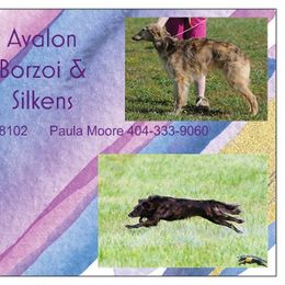 Borzois and Silken Windhounds from Avalon