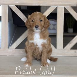 Peridot - Red  female Goldendoodle puppy in Beverly Hills, Florida from Bundle of Joy Doodles