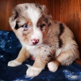 Australian Cattle Dog and Australian Shepherd Puppies from Silver Bitch Stables