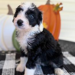 Lagoon - Black and white female Bernedoodle puppy in Russellville, Arkansas from Crossgate Doodles