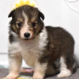 Skittles - Sable and white female Shetland Sheepdog puppy in Wolcott, Indiana from Southside Shelties