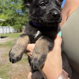 Black and Tan Boy - Black and tan male German Shepherd puppy in Jacksonville, Florida from El Dorado