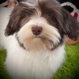 Felice - Havanese
