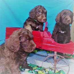 Aussiedoodle Puppies from Lotadoodle Farms
