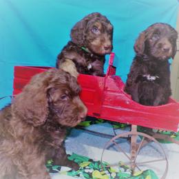 Aussiedoodle Puppies from Lotadoodle Farms