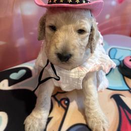 Sienna - White female Poodle puppy in Mobile, Alabama from Semmy’s Standard Poodle LLC