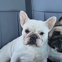 Evelyn - French Bulldog