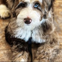 Australian Labradoodle, Cavapoo, and Goldendoodle Puppies from Deer Creek Labradoodles