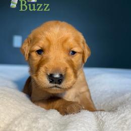 Buzz - Golden male Golden Retriever puppy in Simpsonville, South Carolina from Upstate Revival Retrievers