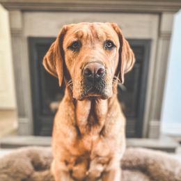 Franny Lou - Labrador Retriever