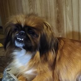 Jin - Pekingese