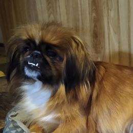 Jin - Pekingese