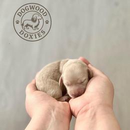 Mango - Cream male Dachshund puppy in Monroe, North Carolina from Dogwood Doxies