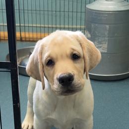 Oak - Yellow male Labrador Retriever puppy in Texas from Belle Rose Labradors