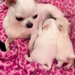 Chihuahua Puppies from Cranbrook Kennels