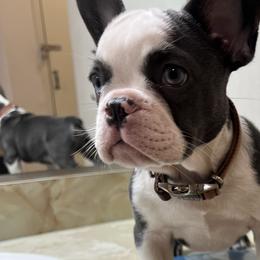 French Bulldogs, Poodles, and Yorkshire Terriers from Taste Of Flavor LLC