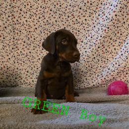 Green - Red and rust male Doberman Pinscher puppy in Knox, Indiana from Double River Dobermans