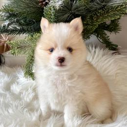 Yellowstone AKA Butterball - Red and white male Pomsky puppy in Cumming, Iowa from Winter’s Perfect Pomskies