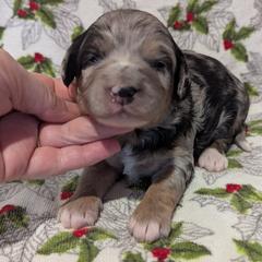 Glacier - female Australian Mountain Doodle puppy in Placerville, California from Quartz Mountain Doodles
