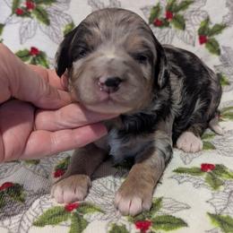 Glacier - female Australian Mountain Doodle puppy in Placerville, California from Quartz Mountain Doodles