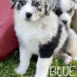 Australian Shepherd Puppies from Bedtime Story Australian Shepherds