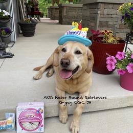 Gypsy - Labrador Retriever