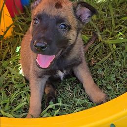 Jo's Green - Mahogany male Belgian Malinois puppy in Berry, Alabama from North River k9