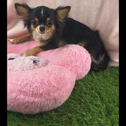 Tippy - Chihuahua