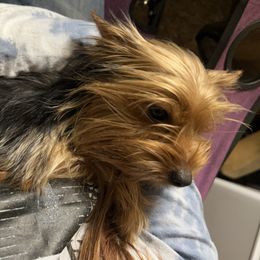 Rascal - Yorkshire Terrier