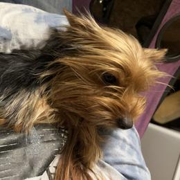 Rascal - Yorkshire Terrier